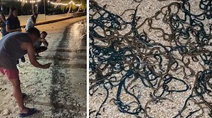 Thousands of strange sea worms creep out tourists on Philippine beach