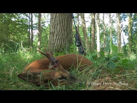Roebuck Calling During the Rut