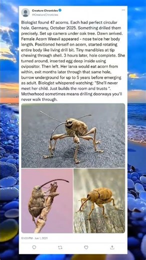 This Insect Uses Its Own Body Like a Drill to Build#NatureEngineering #InsectSkills