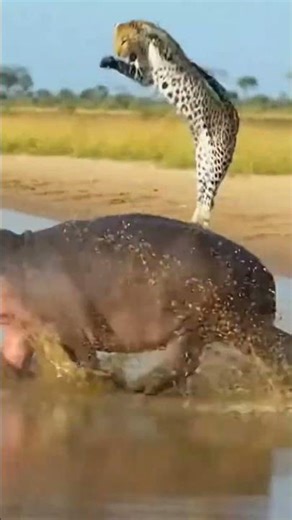 Leopards Regretted This Attack Instantly! 😳🦁 #fypシ゚viral