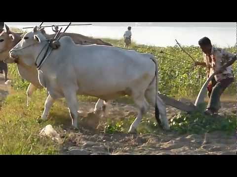 Plowing a field with Oxen driven plow