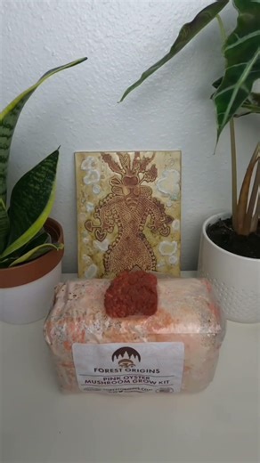 Mushroom Club🍄🚀 #niche #targetaudience #real #fyp #forestorigins #mushrooms