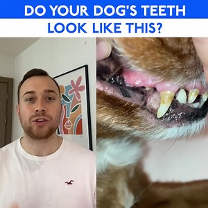 10K reactions · 3.9K shares | When was the last time you inspected your dog's teeth?  We've teamed up with experts to create a safe & effective dental formula. Featured on Forbes and Buzzfeed, 200,000+ customers, 4.4/5 on Trustpilot based on 6000+ reviews - the internet has spoken. This Dental Formula is the real deal 磊 | PetLab Co. | Facebook