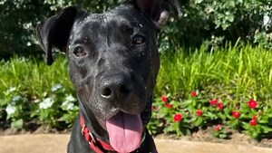 3.9K views · 87 reactions |  #DoggyDayOut highlight: NACHO  Nacho...