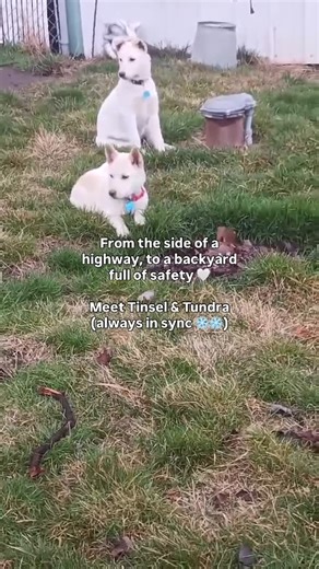 Pronto Puppy Rescue on Instagram: "Honestly we’re still not sure how these two (and the rest of their siblings) would be left on the side of the road because just look at them 🥹 Meet Tinsel & Tundra ❄️🤍 They’re still shy and a little scared (understandably so) but they’re with an incredible foster and surrounded by other dogs who are helping show them what safety, routine, and trust look like 🐾 Healing doesn’t happen all at once. sometimes it starts quietly, in a backyard, standing side by si