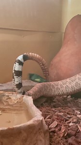 I’m not complaining because it does make cleanup easier but it is annoying when he does it immediately after I clean and change his water. 😂😭#reptiles #movingon #relaxation #snakes #animals #funnyanimals #animalreels #reptilekeeper | Herpin Hippie