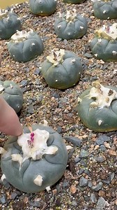 Collecting Peyote Cactus Seeds | Sacred Buttons