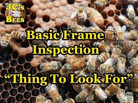 Bee Hive Frame Inspection / Things To Look For
