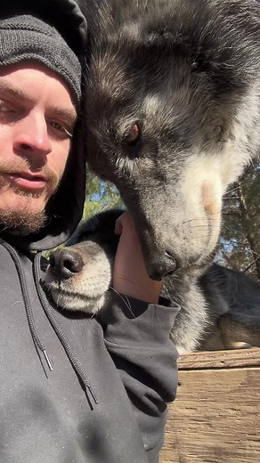 Giving Waffles love and Nahkato isn’t to happy about it. #jelous #brother #sister #wolves #nosharing #stingypup