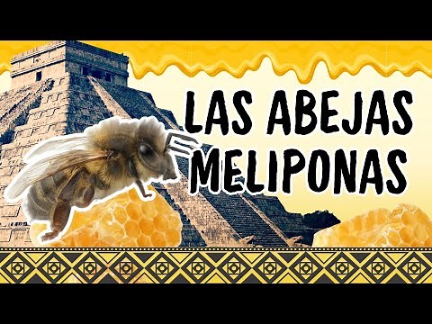 LA ABEJA MELIPONA - Video for primary school