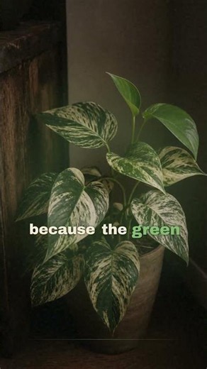 Why Your Variegated Plant Is Turning All Green (And How to Stop It)