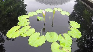 Watch these water lilies open to greet morning visitors. | Missouri Botanical Garden