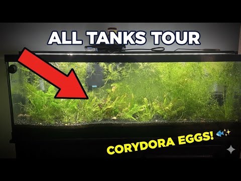CORYS BREEDING! TANK OVERVIEW AND UPDATES