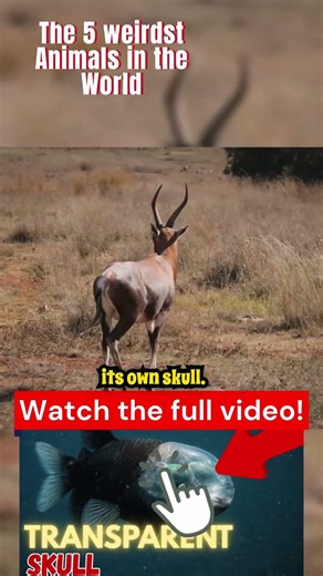 Nature’s Most Bizarre Animals Ranked (You Won’t Believe #1) #crazyfacts #bizarre