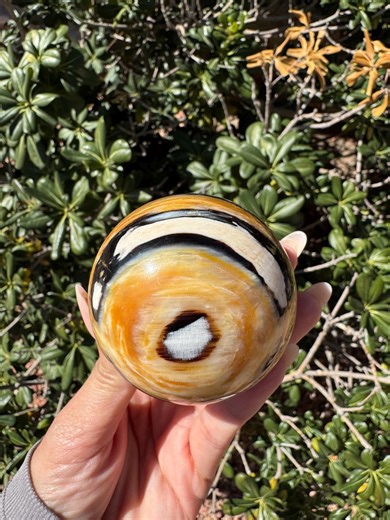 Rare Fossilized Petrified Wood Sphere | Petrified Wood From Indonesia| - Etsy