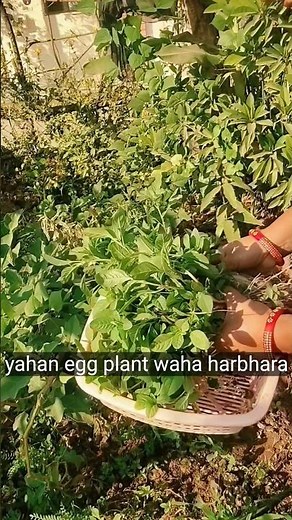 Different varieties of vegetables grown in my garden #organic kitchen#green organic vegetable #🫛🍆🌶️#