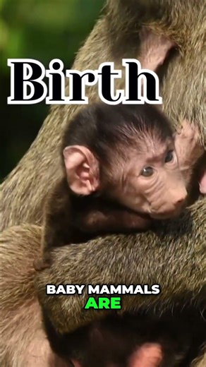 Mama Mammals: The Amazing Power of Mother's Milk & Live Birth! #shorts