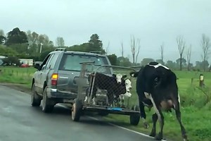 Desperate cow chases after her calves on their way to slaughter