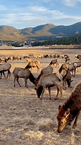 Live from Estes Park. Just look at them all! 😀 #estespark #fypシ #elk #wildlife #mountainlife #animals #beautifuldestinations | Colorado Wild Photography