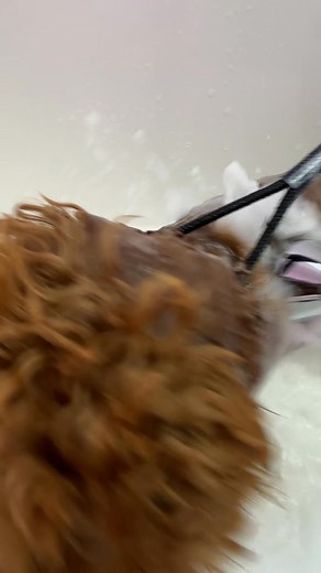 Henry came back for another full groom🐾💙 | All4paws.grooming