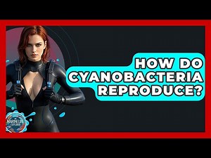 How Do Cyanobacteria Reproduce? - The Marine Life Explorer