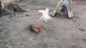 1.3M views · 11K reactions | Pag minamalas ka nga naman oh  White streamer kanawayon hatch Naka schedule na pinapagulang nalang balahibo nabulag pa  | Hailie Aj Mendoza | Facebook