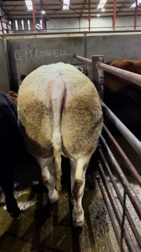 1.2K views · 26 reactions | Super display of Progressive Genetics sired progeny in show at Stranorlar Mart tonight!! Lot 721 Charlie Bonner’s outstanding Newton De Fontena (BB7443) heifer is one of the standout lots on offer!! Choose Progressive Genetics suckler sires today for the best results!! | Progressive Genetics | Facebook