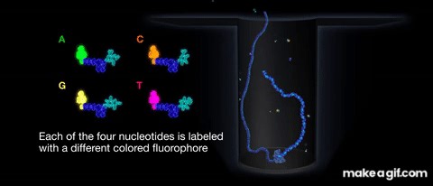 Introduction to SMRT Sequencing on Make a GIF