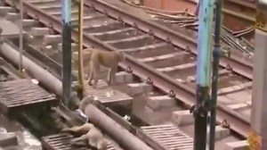 149K views · 1.4K reactions | Monkey saves another Monkey after a severe electric shock in india | Mansor Disomimba | Facebook