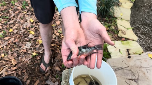 Netting albino alien fish babies in a hidden tunnel