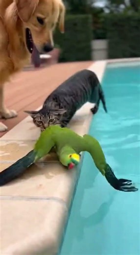 Unexpected Bark Turns Calm Pool Moment into Hilarious Splash