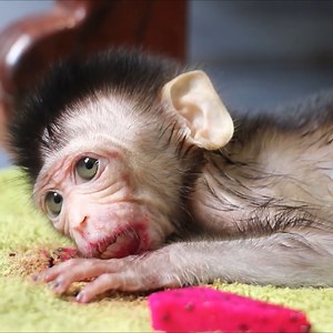 5.6K views · 102 reactions | Pitiful Ting Ting lying crying silently | Animal Home | Facebook