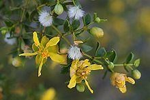 Larrea tridentata - Alchetron, The Free Social Encyclopedia