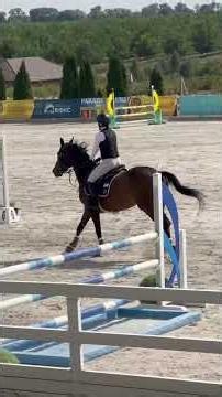 Cher BVR 12 конкурна кобила з турнірним досвідом 135-140 см #horse #horsesforsale #equestrian