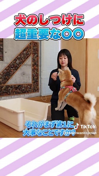 災害時クレートに入れないとやばい？ #犬 #しつけ