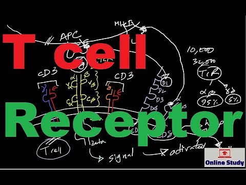 T cell receptor (TCR) with CD3 and CD4/CD8