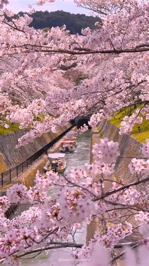 Japan Ichiban Tours on Instagram: "Lake Biwa Canal / 琵琶湖疏水 🗾 Shiga, Japan 🇯🇵 A peaceful waterway surrounded by nature and history, Lake Biwa Canal offers calm walks, scenic views, and a refreshing escape from the city 🌿🚶‍♂️ Perfect for slow travel lovers and those looking to experience Japan beyond the usual spots. ✨ Discover hidden gems like this with us. 📞 WhatsApp: +81 90-3486-7744 📧 info@japanichibantours.com 🌐 JapanIchibanTours.com #LakeBiwa #BiwaCanal #ShigaJapan #BeautifulJapan #J