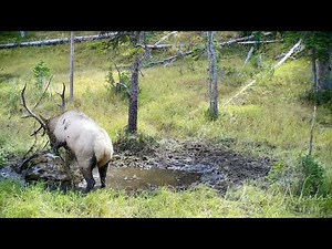 Battered Bull Elk Wallowing During Rut