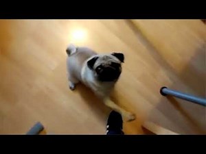 Audience Reaction to the "Nazi Pug" video | Count Dankula's Hate Speech Trial