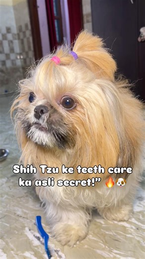 Main Apne Shih Tzu Ke Daant Kaise Clean Karti Hun 😍