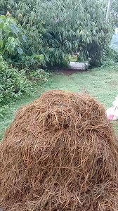 11K views · 189 reactions | Sign na maganda ang compost natin na dayame para sa kabuteng saging 3days na ito #fblifestyle #rjmushroom #KabutengSaging #mushrooms #tutorial | RJ Mushroom | Facebook