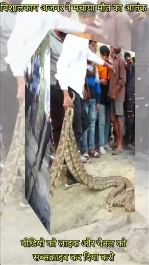 paithan rescue #viral #wildliferescue #new #viralvideos #shorts #short #news #snake #babyanimals #an