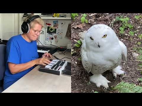 Who let the owls out - (BahaMen "Who let the dogs out" - parody)
