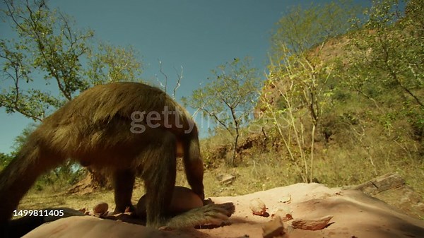 LA MS profile Black-striped Capuchin standing on rock to hit nut with...