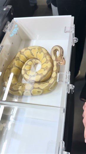 The Most Beautiful Banana Snake You’ll Ever See 🍌🐍