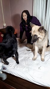 Do German Shepherds get jealous🥰 #CameraBaba #doggo #germanshepherdofinstagram #germanshepherdworld #gsdnation #dogtraining #sch #cute #husky #gsddaily #instagram #gsdlover #dogphotography #germanshepherdlovers #germanshepherddaily #gsdofig #germanshepherdlove #rottweiler #pitbull #doberman #gsdpage #pet #rescuedog #gsdlovers #germanshepherdsofig #puppylife #goldenretrieversofinstagram #reels | CameraBaba