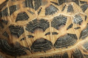 Tortoise Shell: 14 Facts You Should Know (Explained) | Cool Pets Advice