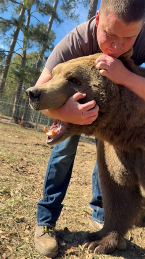 Grizzly Ranch🐻💚 on Instagram: "Dexter and Yogi just doing what they do best🐻💙 wrestle time 🤼‍♂️😂😎💪 #bear #viralreels #wildlife #animals #dexthebearman #dexterosborn #reel #trending"