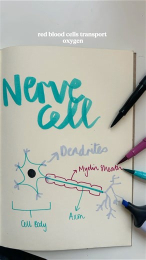 Let me help you understand Year 7/8 Science: Nerve cells & Red Blood cells.