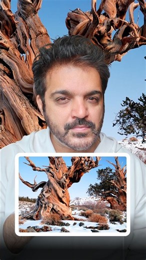 5 of the Oldest Trees on Earth 🌳 | Thousands of Years of Living History